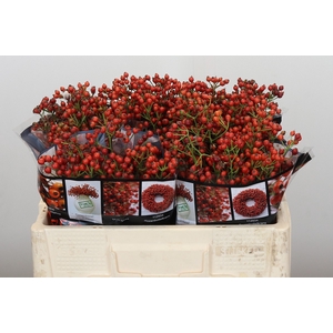Rozenbottel Autumn Rosefruits