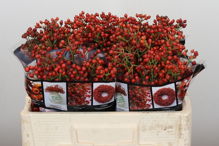 Rozenbottel Autumn Rosefruits