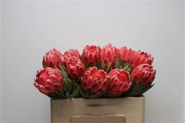 <h4>PROTEA VENUS</h4>