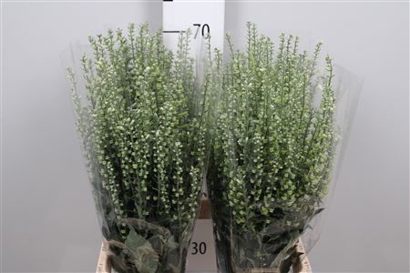 <h4>Scutellaria Tinkerbell Zd</h4>