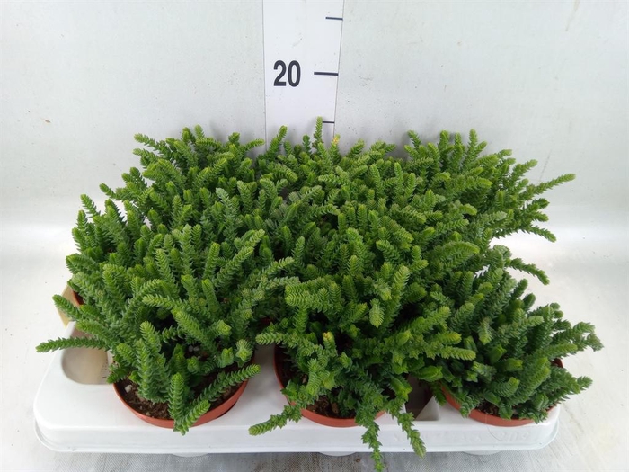 <h4>Crassula   ...</h4>