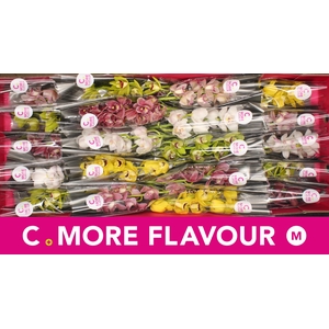 Mini cymbidium 'Mix' 40 cm