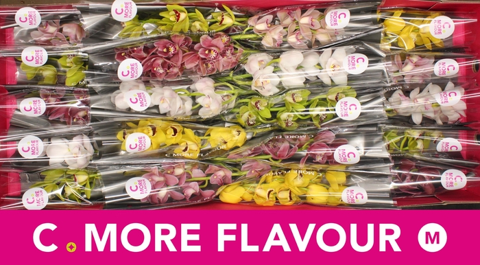 <h4>Mini cymbidium 'Mix' 40 cm</h4>