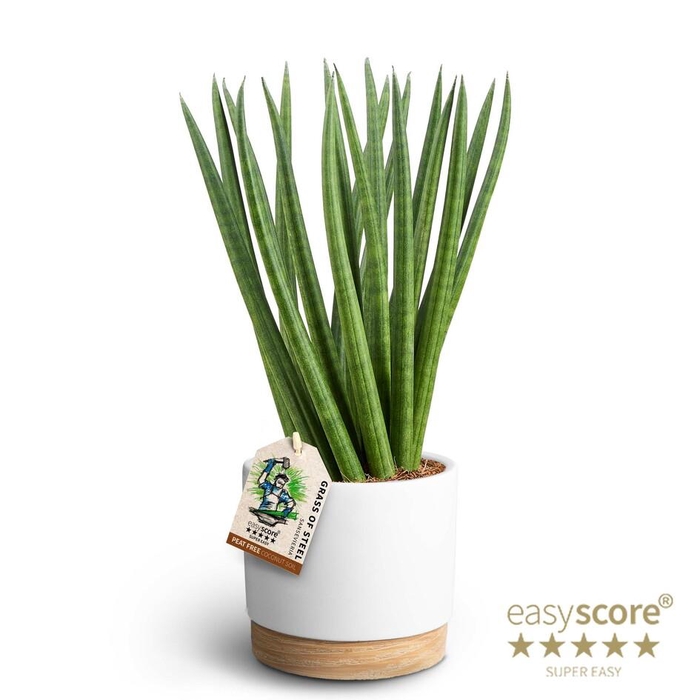 <h4>SANSEVIERIA CYLINDRICA P12 WH WHITE SPAGH</h4>