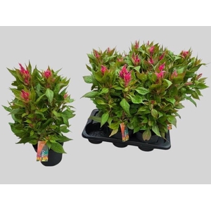 CEL PL KEL FIRE PINK