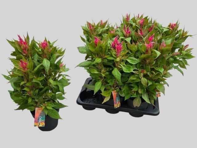 <h4>CEL PL KEL FIRE PINK</h4>