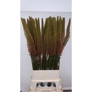 EREMURUS CLEOPATRA