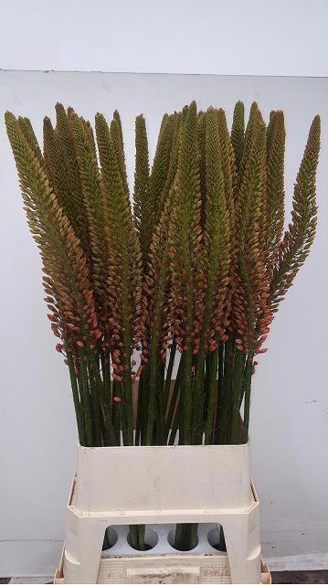 <h4>EREMURUS CLEOPATRA</h4>