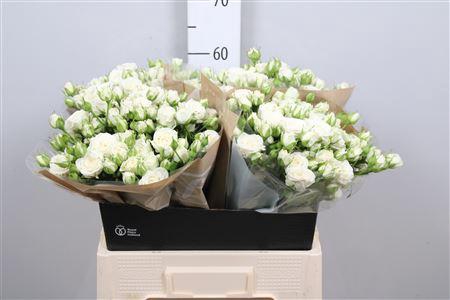 <h4>R Tr Josephine</h4>