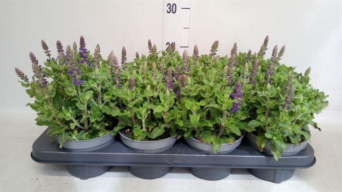 <h4>Salvia nemorosa</h4>