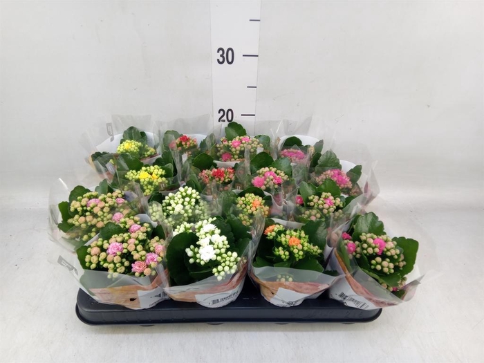 <h4>Kalanchoe blos. 'RoyalDon' ..mix</h4>