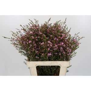 Chamelaucium Early Nir