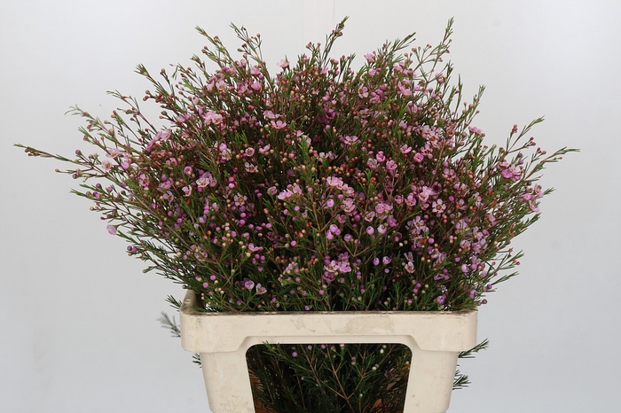 <h4>Chamelaucium Early Nir</h4>