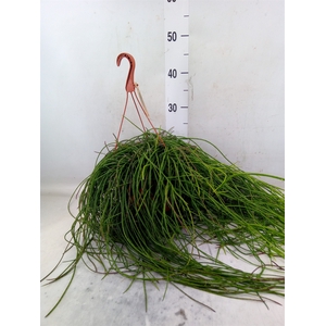 Rhipsalis floccosa