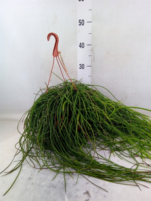 <h4>Rhipsalis floccosa</h4>