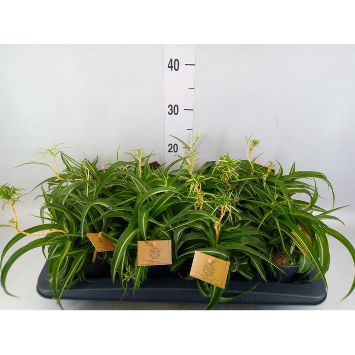 <h4>Chlorophytum com. 'Bonnie'</h4>