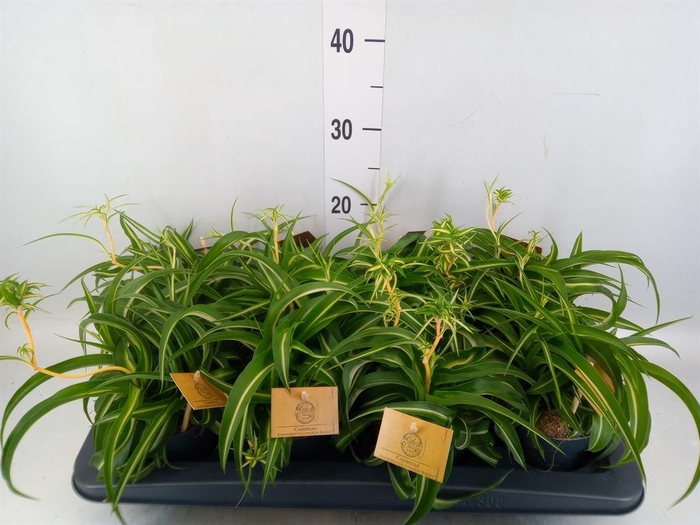 Chlorophytum com. 'Bonnie'