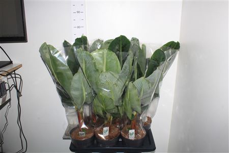 <h4>Musa Tropicana</h4>