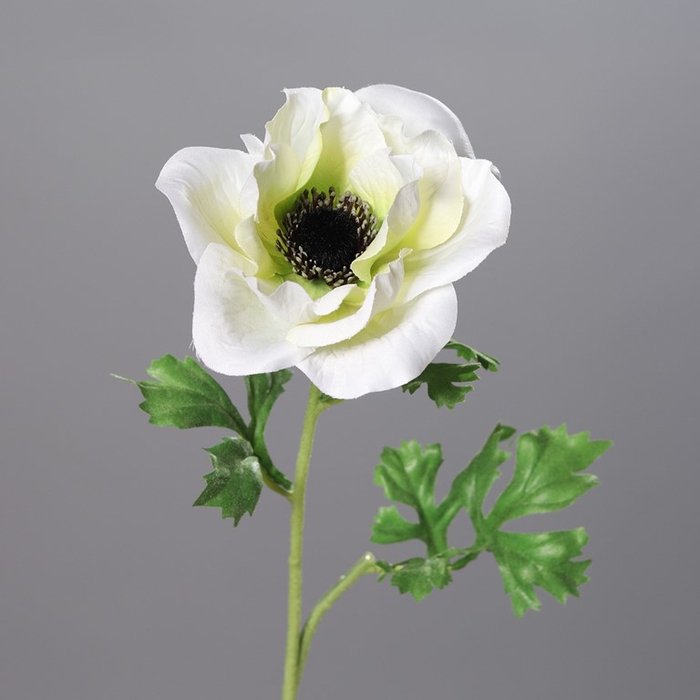 <h4>Anemone x1 58cm cream</h4>