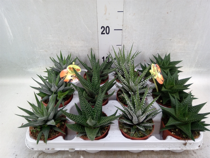 <h4>Haworthia   ...mix</h4>