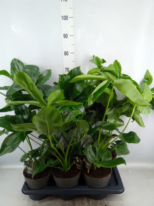 <h4>Philodendron  'Fun Bun'</h4>