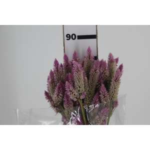 CELOSIA RABO DE GATO 070 CM ROSA