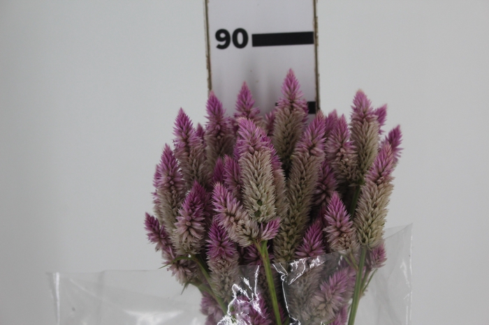 <h4>CELOSIA RABO DE GATO 070 CM ROSA</h4>