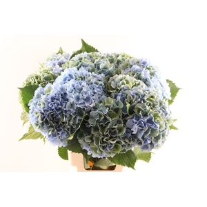 Hydr Verena Classic Blauw Groen