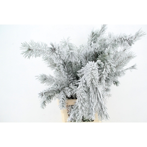 Pinus alaska per stem 100 snow