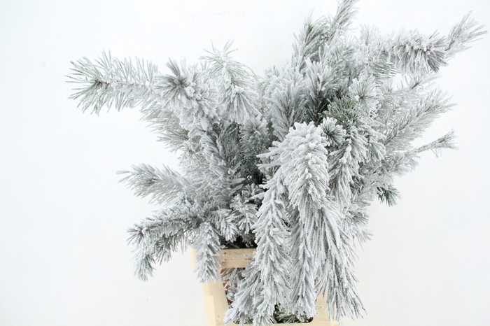 <h4>Pinus alaska per stem 100 snow</h4>