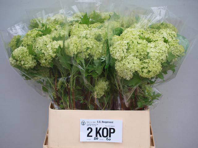 <h4>VIBURNUM ROSEUM ST</h4>