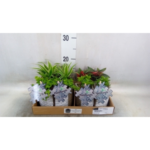 Arr.   Kamerplant Groen L%