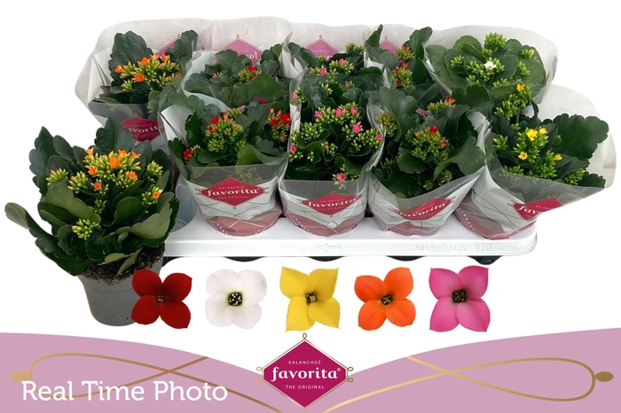 <h4>KAL EN GEM 5 KL</h4>