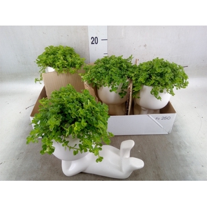 Arr.   Kamerplant Groen L%