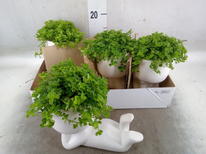 <h4>Arr.   Kamerplant Groen L%</h4>
