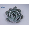 Echeveria Grey Prince Cutflower Wincx-8cm