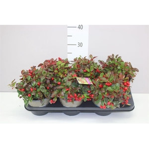 Gaultheria Procumb