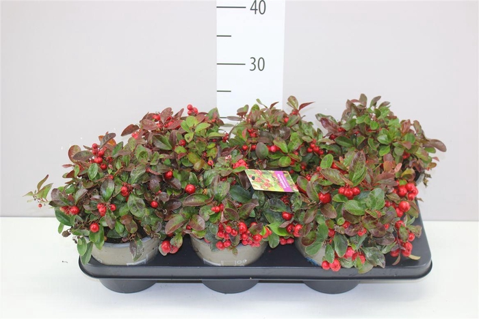 <h4>Gaultheria Procumb</h4>