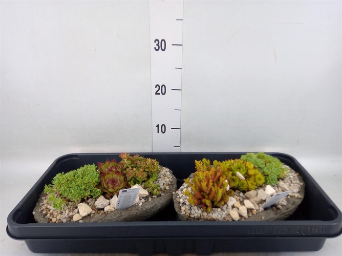 <h4>Arr.   Tuinplanten L%</h4>