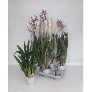 BRASSIA SUMMER DREAM