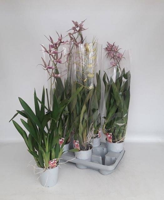 <h4>BRASSIA SUMMER DREAM</h4>