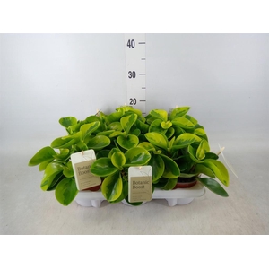 Peperomia obt. 'Obtipan'