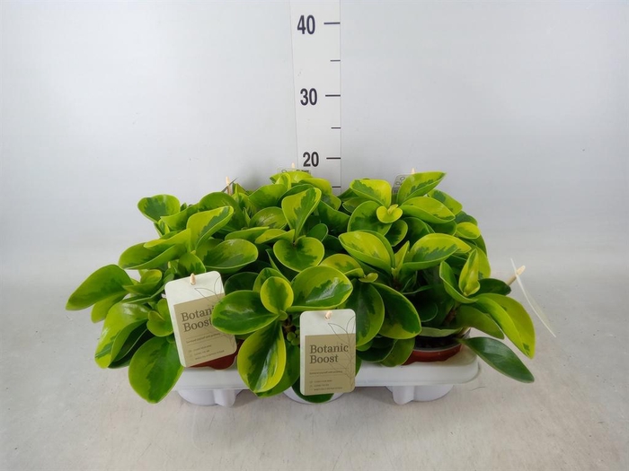 <h4>Peperomia obt. 'Obtipan'</h4>