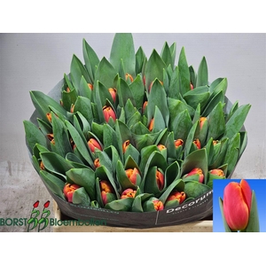 Tu En Orange Bicolour