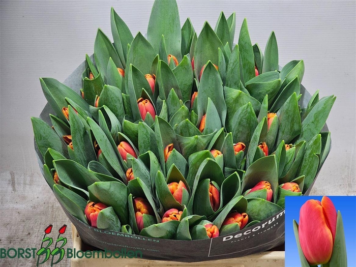 <h4>Tu En Orange Bicolour</h4>