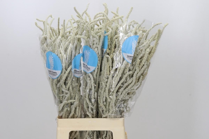 <h4>Amaranthus Yearming Desert</h4>