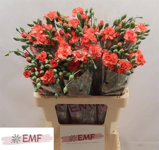 <h4>DI TR ORANGE AMELIE</h4>