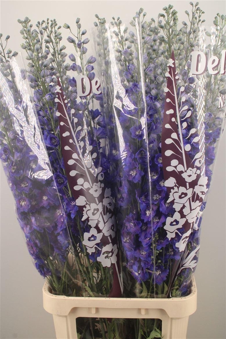 <h4>Delph El Dewi Blue Star</h4>