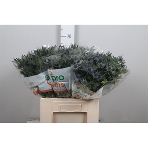 Eryn Mag Blue Lagoon