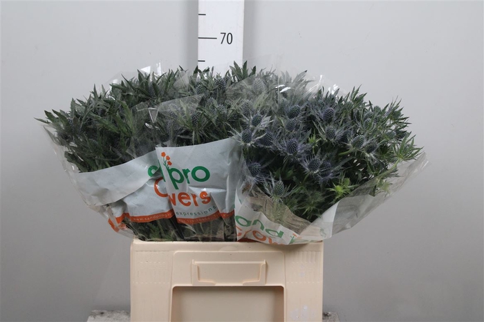 <h4>Eryn Mag Blue Lagoon</h4>